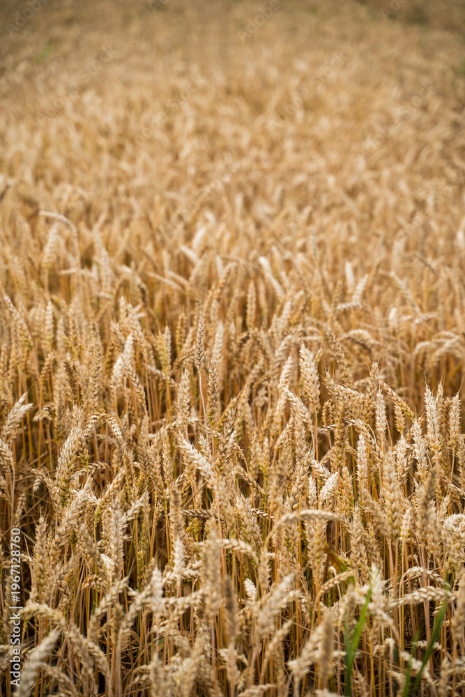 Fototapeta premium Golden wheat field showing ripe grain ready for harvest, highlighting agriculture, farming, and the natural abundance of cereal crops in a rural landscape during summer season