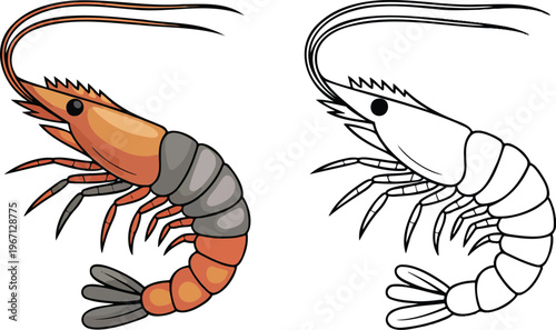 Shrimp illustration & outline set isolated on transparent background 