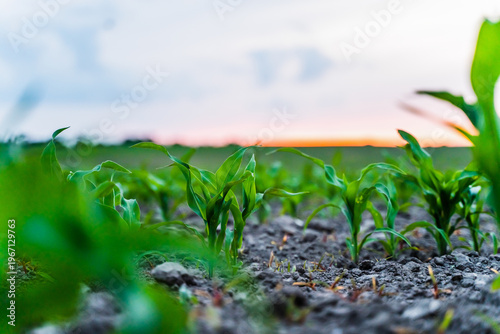 Small corn seedlings are emerging from the rich soil of a rural field, symbolizing growth, regeneration, and the agricultural cycle under a warm, sky at dusk