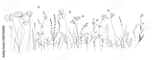 Field flowers and grasses, line drawing. Vector illustration	