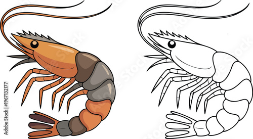 Shrimp illustration & outline set isolated on transparent background 