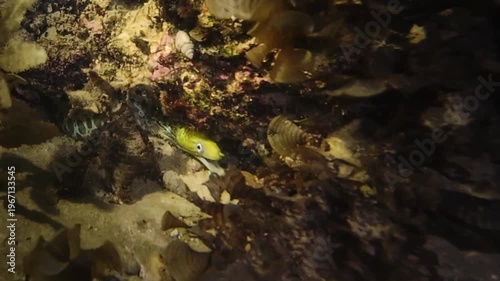 Tiger snake eel (Myrichthys maculosus) swimming and wriggling along sandy bottom among corals at night in flashlight beam. Natural nocturnal marine behavior underwater. Filmed in Nha Trang, Vietnam.