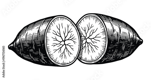 Cross section of yam root vegetable illustration vector, dietary food art.