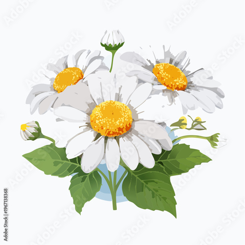 Weiße Kamillenblüten mit gelber Mitte im Frühlingsgarten