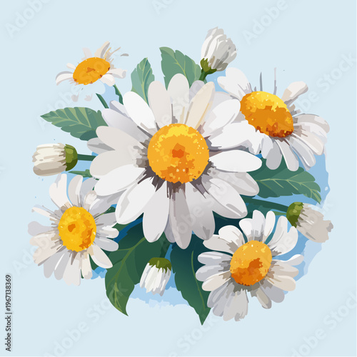 Weiße Kamillenblüten mit gelber Mitte im Frühlingsgarten