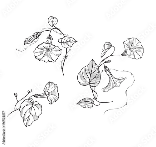 lacy morning glory flowers, vector illustration.	