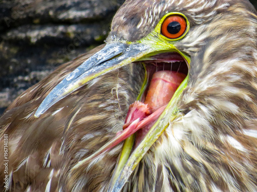 Fotografi Night Heron Juvenile Falkland Islands