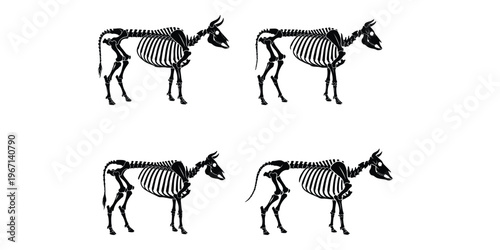 Cow Skeleton Standing Poses Vector Illustration