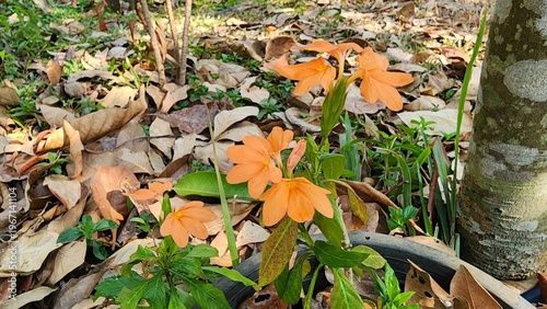 Crossandra infundibuliformis is a small shrub with bright orange flowers that bloom in clusters. It is popularly grown as an ornamental garden plant.