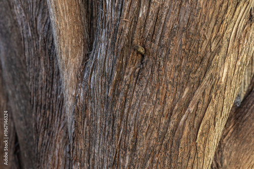 Close up image of red juniper tree trunk bark background texture.