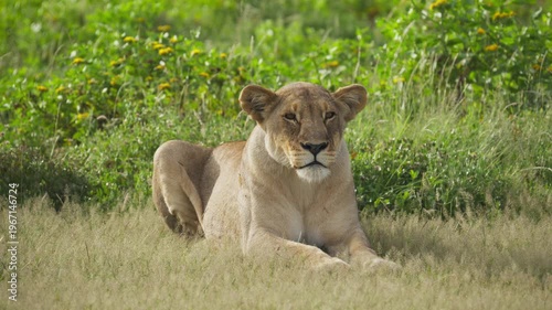 Lioness relaxing in savannah, female lion resting in grass of a nature reserve in Africa while looking around and enjoying serene environment of wild
