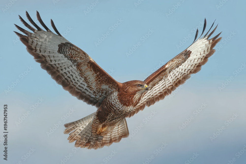 Fototapeta premium Soaring raptor with wings spread, detailed plumage in natural light