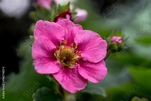 Jaskraworóżowy kwiat truskawki (Fragaria ×ananassa) jest w pełnym rozkwicie, prezentując charakterystyczne pięć płatków otaczających żółty środek z licznymi pręcikami. Płatki mają miękki, fakturowany