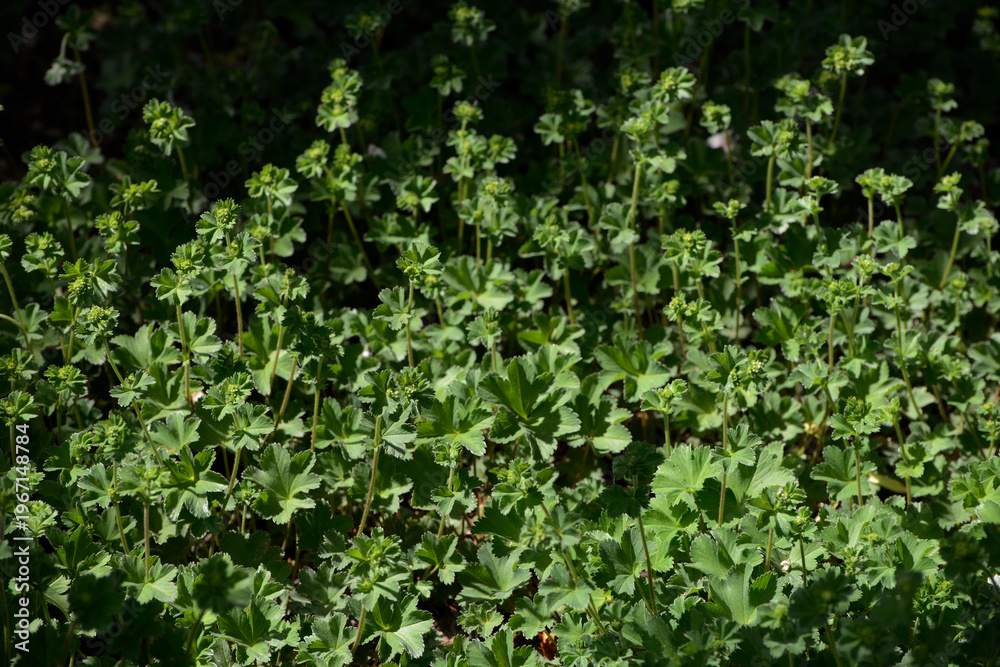 Obraz premium Frauenmantel, Alchemilla sp., Zwergiger Frauenmantel, Alchemilla erythropoda, Blüte, Laubblätter