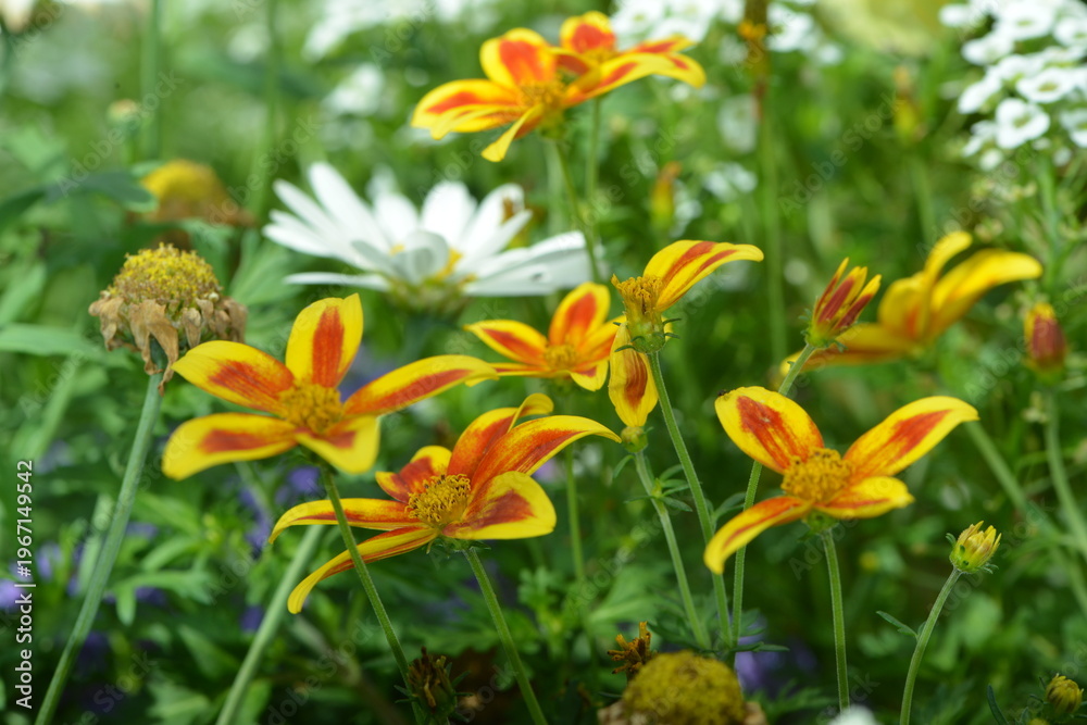 Obraz premium Zweizahn Hawaiian Flare; Bidens triplinervia; Yellow Red Star