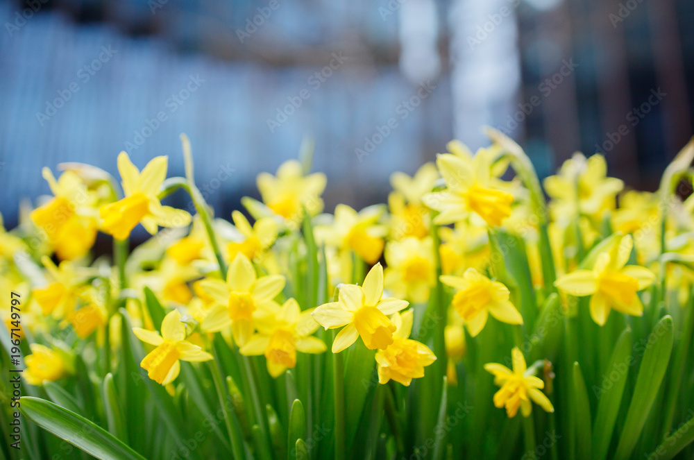 Obraz premium Many small yellow daffodils growing in a big flowerpot outside at industrial district among modern buildings close up. First spring flowers in a big city, decorating city space