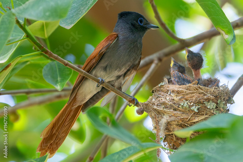 Foto African Paradise Flycatcher (Terpsiphone viridis) female at nest with two nestli