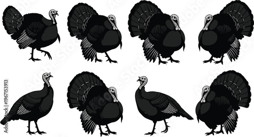 Turkey bird silhouettes collection with various poses, farm and wildlife poultry set featuring standing and displaying feathers, illustration for agriculture, nature, and design projects