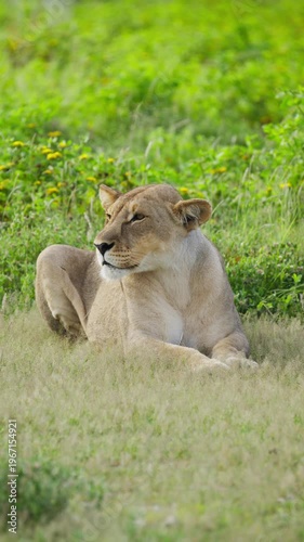 Lioness resting in tall green grass of savanna, african wild animal and dangerous predator looking around and relaxing on sunny day in the wilderness of Namibia