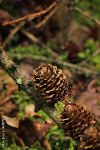 Bild auf Leinwand Pine cone in forest moss and leaves