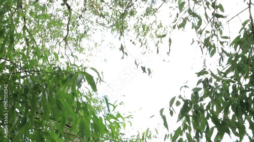 Summer leaves on a tree in the wind