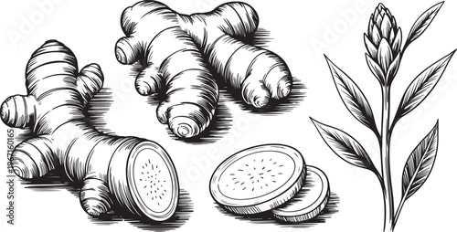 Ginger root black and white botanical engraving style herbal spice illustration