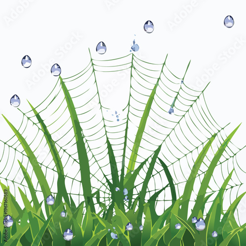 Green grass and spiderweb with water droplets isolated on white background