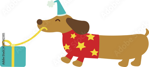 Cute dachshund unwrapping a gift box. Flat vector illustration of a wiener dog opening birthday present with party hat