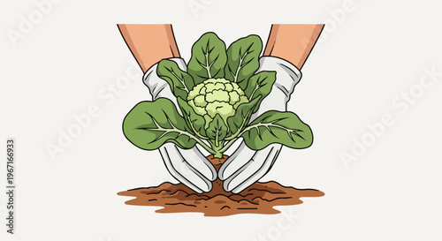 Hands in gloves plant a young cauliflower in dark soil with green leaves