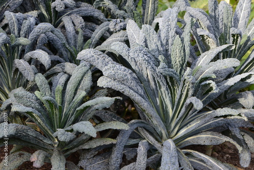 Fotografie Palmkohl,  Brassica oleracea var. palmifolia DC.