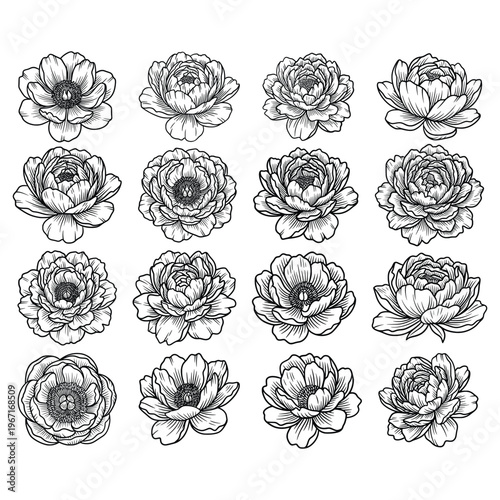Hand Drawn Peony Flower Set Line Art Vintage Botanical Floral Illustration Collection
