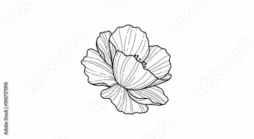 Delicate line art drawing of a stylized poppy with ruffled petals