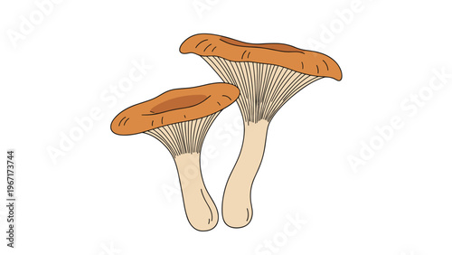 Simple hand-drawn illustration of two orange chanterelle mushrooms growing together against a solid white background.