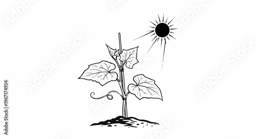 A young plant sprouts from the soil, reaching towards a bright sun