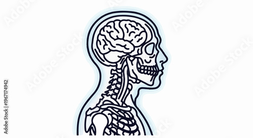 Stylized outline of a human skull, brain, and upper torso skeleton