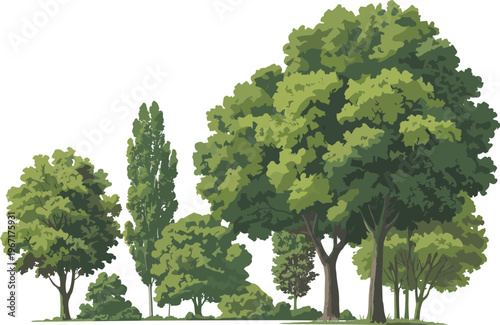 Green forest trees collection, lush foliage canopy with layered natural landscape elements, outdoor environment scene, isolated vector illustration for ecology, park and design use