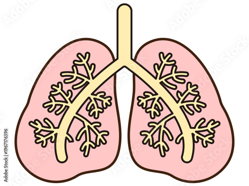 	肺のイラスト素材3