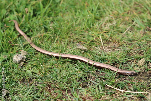 Obraz na plátně Close up of a slow worm in a meadow
