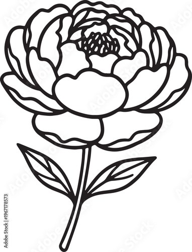 black line drawing of a peony flower