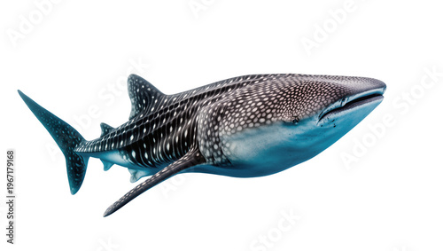 Foto Spotted whale shark swimming, isolated on transparent background