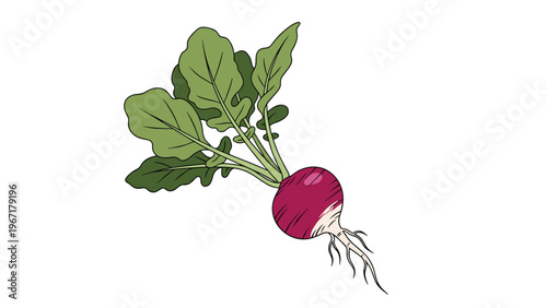 Fresh garden radish with vibrant purple root and green leafy stems isolated on a white background for food or vegetable theme.