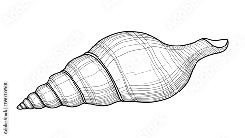 Detailed black and white line art of a large spiral seashell showing intricate textures and fine engraved shading details.