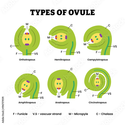 Photography Different types of ovule types set collection