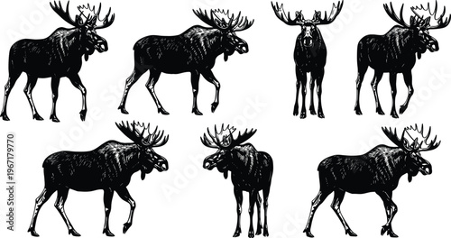Black and white realistic illustration of seven moose in different poses with large branching antlers, showcasing animal artwork, wildlife design, and detailed nature drawing concept