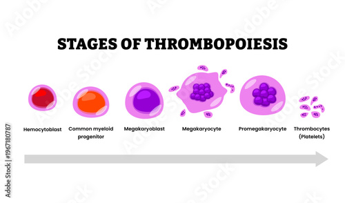 Stages of thrombopoiesis stages process development growth. From hemocytoblast, common myeloid progenitor, megakaryoblast, megakaryocyte, promegakaryocyte, thrombocytes or plateles illustration.