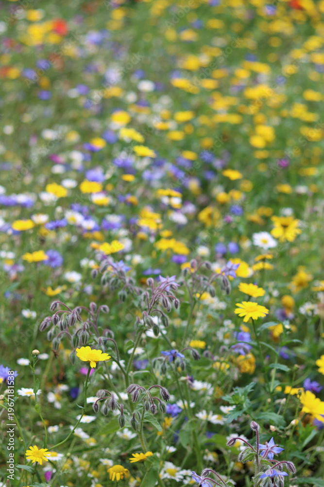 Fototapeta premium Masses of bright flowers in a wild flower meadow