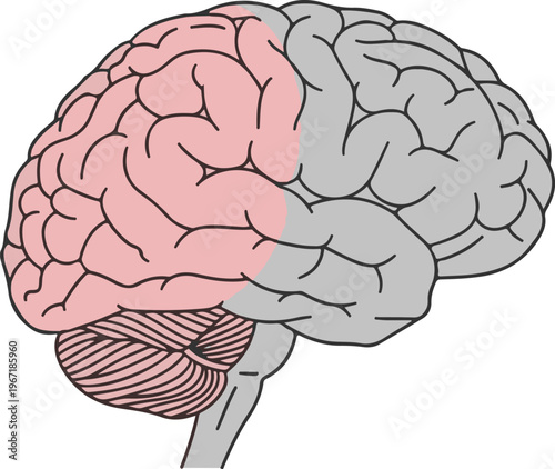 Illustration of the human brain's left hemisphere highlighted in pink, with the cerebellum visible below