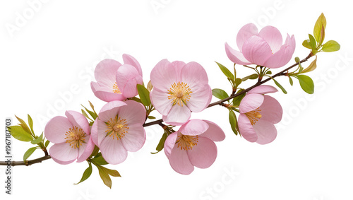 Fotografía Delicate pink dogwood flowers with green leaves, isolated on transparent backgro