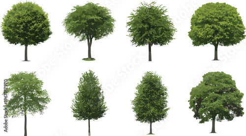 Realistic green trees collection, detailed foliage and canopy variations set, natural forest landscape elements, isolated vector illustration for environment, park and gardening design