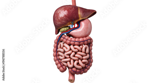 Εκτύπωση καμβά Human digestive system with liver stomach and intestines, isolated on transparen